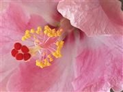 China Rose 