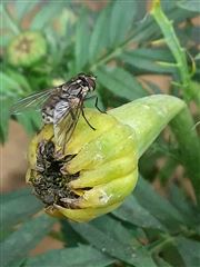 Fly And Marie Gold Bud 
