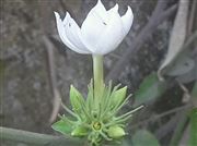 Kunda Flower