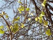 Spring In India