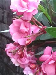 The Beauty Of Spring 
