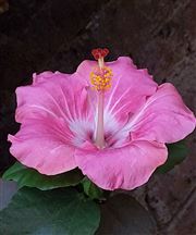 The Beauty Of Red Pink