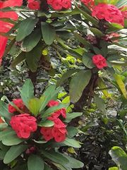 The Beauty Of Red Flowers In India 