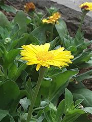 The Beauty Of Yellow Flowers In India 