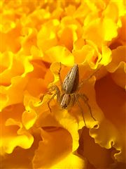  insect And Marie Gold 