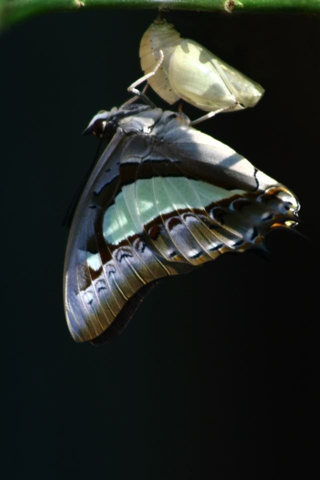 Metamorphosis Of Butterfly