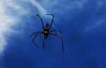  spider On The Sky