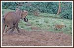The Chase