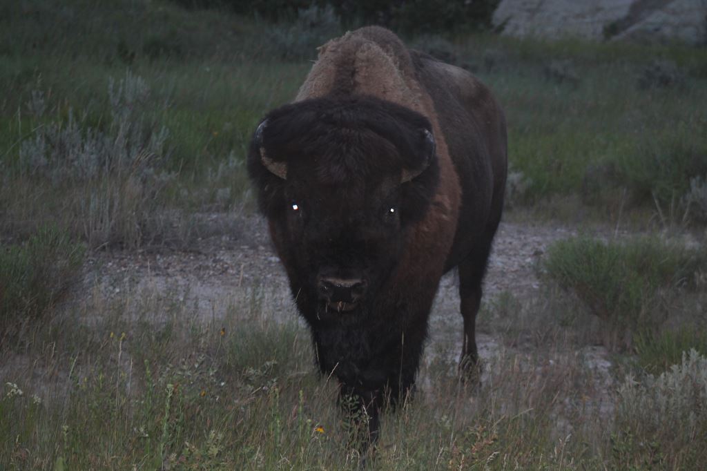 A Bison In The Bad Lands