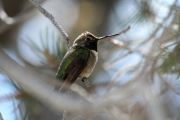 Humming Bird Resting