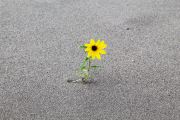Loney Sunflower
