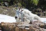 Mountain Goat