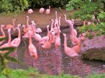 A Flamboyance Of Flamingoes