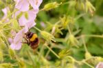 Busy As A Bee