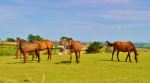 Formation Grazing