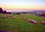 Sheep Shall Safely Graze