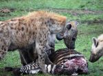 Rawwww