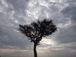 Shimmer Tree