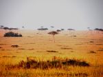 The Golden Mara