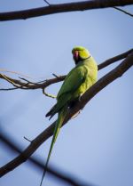 Parrot