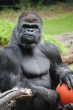 Gorilla Play