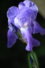 Iris Beauty