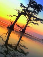 Trees In The Sound