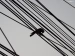 Crow On Wire