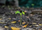 Growing The Tree