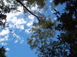 Blue Skies And Lush Leaves