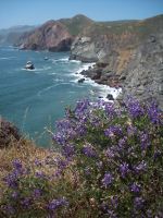 Flower Tips On The Edge Of A Cliff