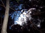 Patch Of Blue Through The Jungle