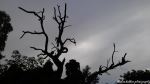 Old Age Is Beautiful Even For A Tree 