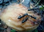 Ants On Mango Seed