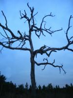 Beauty In Death