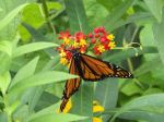 Butterfly In Bush