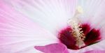 Life Inside A Flower