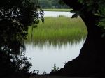 Secrets Of The Marsh