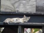 Stray Cat