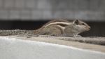 Squirrel On Terrace
