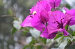 Bougainvillea 