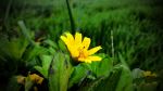 Yellow Flower