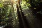 Shine Through The Trees