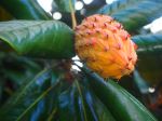 Blooming Flower In Tree