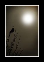 Winter Silhouette