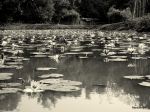Waterlily