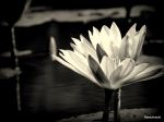Waterlily