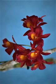 Jamaican Fire ( Hybrid Orchid)
