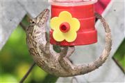 Lizard At Hummingbird Feeder