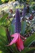 Oueen Achmea Bromeliad Ahhh Ras Natango Gardens 